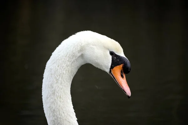 Closeup Shot White Swan Head — Fotografia de Stock