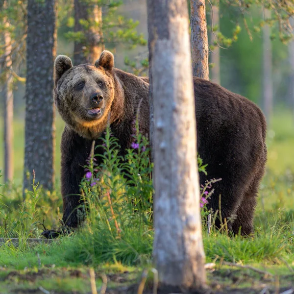 Oso Pardo Europeo Bosque Ursus Arctos Finlandia — Foto de Stock