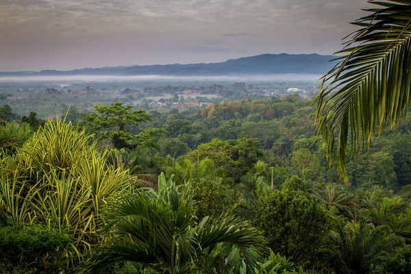 Lmez Costa Rica Mar 2013 Kosta Rika Güzel Bir Orman — Stok fotoğraf