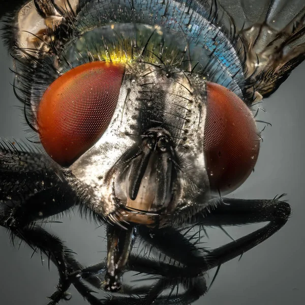 Makroaufnahme Der Augen Einer Fliege — Stockfoto