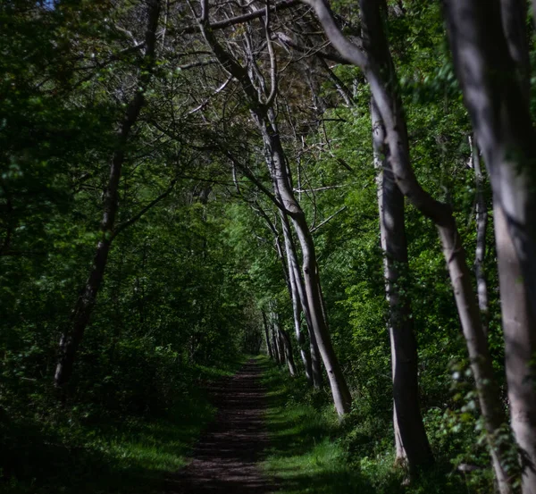 Narrow Path Green Forest — Stockfoto