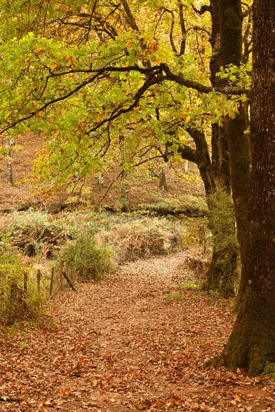 Una Hermosa Vista Del Bosque Dorado Robles Foloi Durante Otoño — Foto de Stock