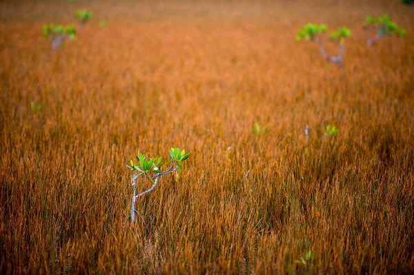 Turuncu Bir Tarlada Küçük Yeşil Ağaç Dalları — Stok fotoğraf