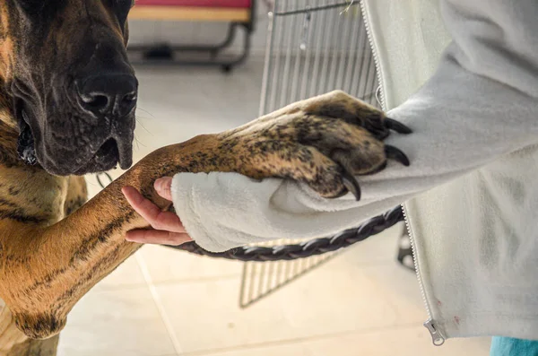 Крупный План Собаки Держащей Человека Руку Больнице — стоковое фото