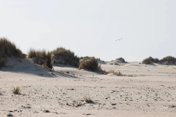 Sand Grass Coast — Fotografia de Stock