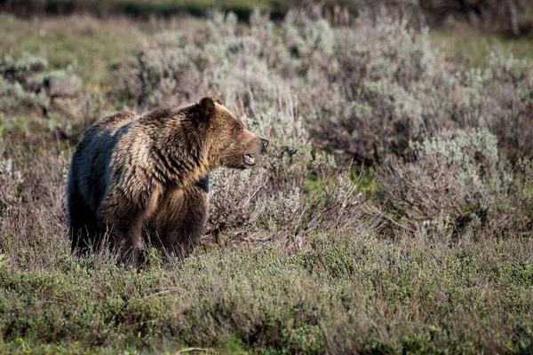 Urso Solitário Floresta Durante Dia — Fotografia de Stock