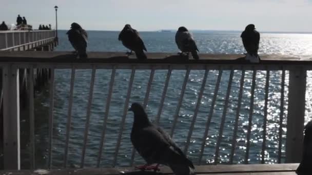 Fåglar Piren Staden — Stockvideo