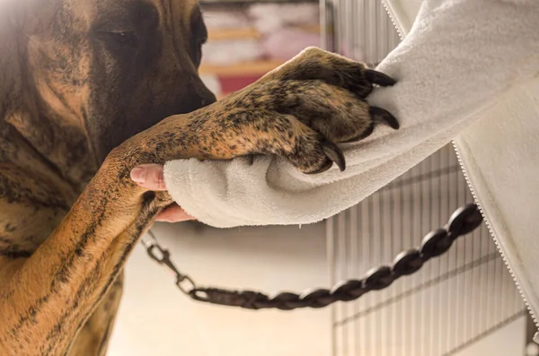 Cute Scene Dog Tightly Holding Vet Hand — Stockfoto