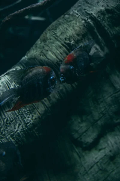 Κοντινό Πλάνο Της Κόκκινης Σφήνας Των Κιχλίδων Που Κολυμπούν Στο — Φωτογραφία Αρχείου
