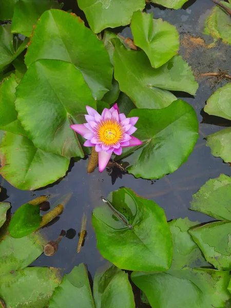 池塘里一朵盛开的粉红色水百合花的特写 — 图库照片