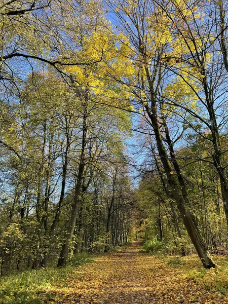 Une Belle Vue Sur Sentier Entouré Verdure Dans Parc — Photo