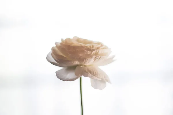 Une Rose Isolée Sur Fond Blanc — Photo