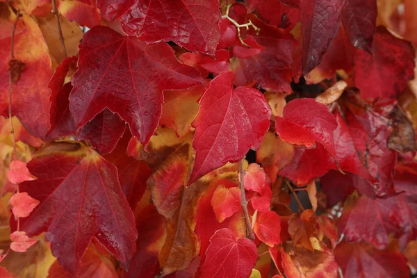 Een Natuurlijke Weergave Van Herfstbladeren Boomtakken Tegen Een Stompe Achtergrond — Stockfoto