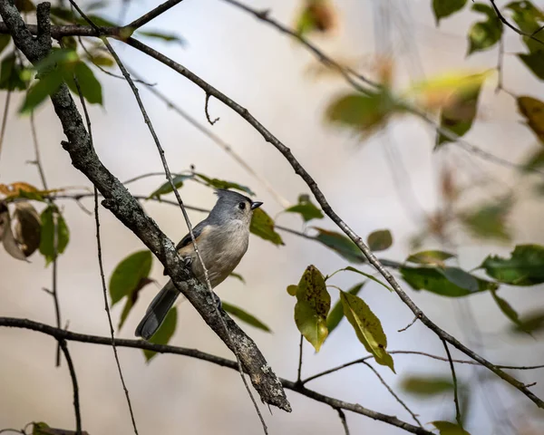 Μια Όμορφη Όμορφη Φουντωτή Titmouse Songbird Σκαρφαλωμένο Ένα Κλαδί Δέντρο — Φωτογραφία Αρχείου