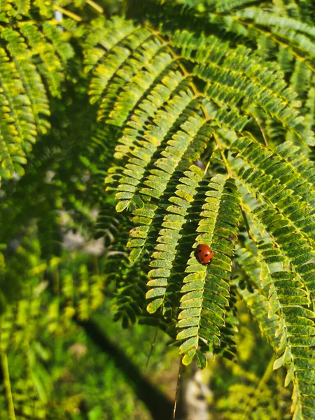 Rode Lieveheersbeestje Een Groene Varen Boom — Stockfoto