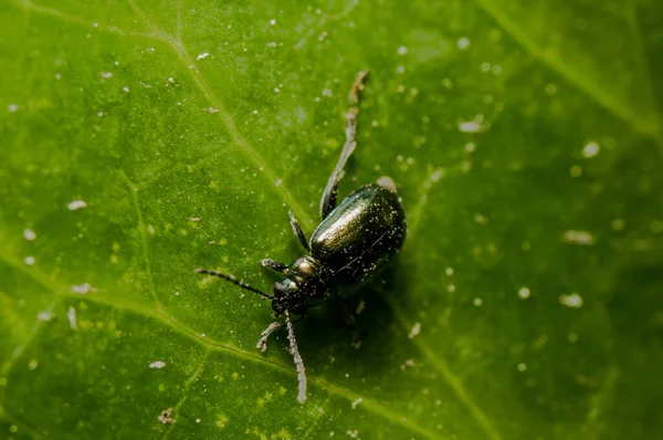Selective Focus Shot Beetle Leaf — стоковое фото