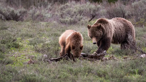 Két Medve Keres Valamit Erdőben — Stock Fotó