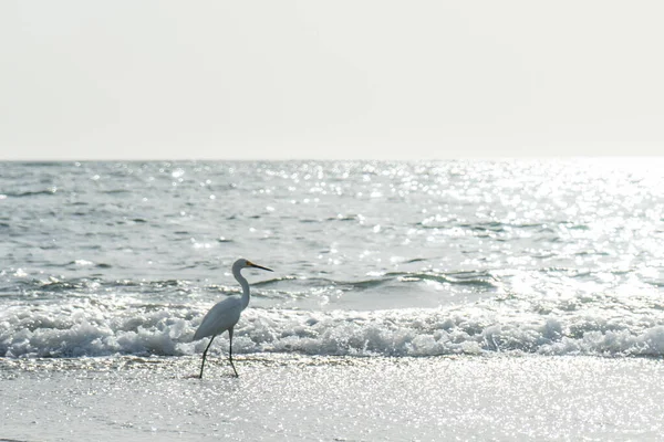 Scenic View Heron Beautiful Beach Gaira Colombia — Stock Photo, Image