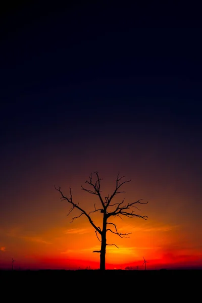 Plano Vertical Paisaje Con Solo Árbol Amanecer Lituania — Foto de Stock