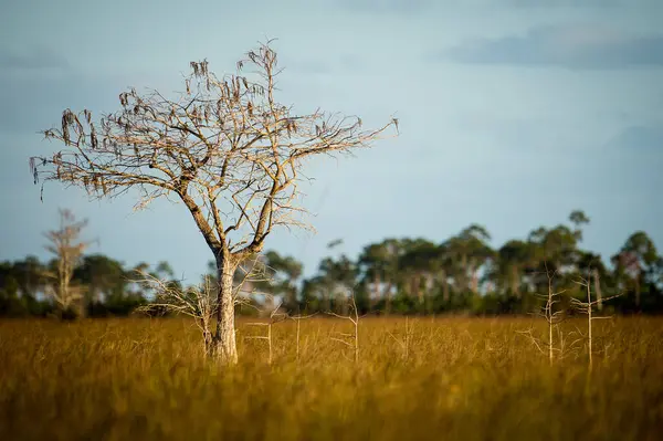 Many Trees Field Autumn Weather — Fotografia de Stock