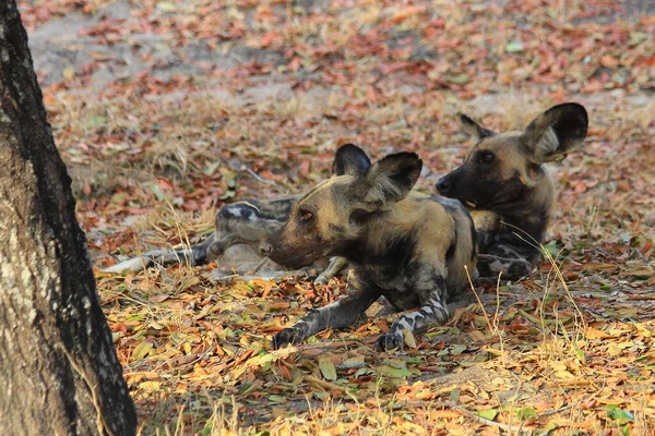 Par Perros Salvajes Africanos Selous Game Reserve Tanzania — Foto de Stock