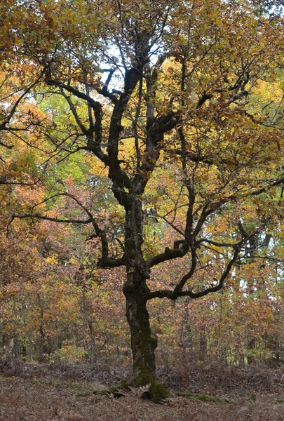 Uma Bela Vista Floresta Carvalho Foloi Dourada Durante Outono Sudoeste — Fotografia de Stock