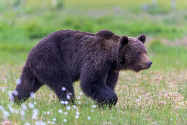 Europejski Niedźwiedź Brunatny Lesie Ursus Arctos Finlandii — Zdjęcie stockowe