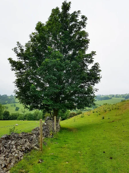 Одинокое Огромное Дерево Открытом Поле — стоковое фото