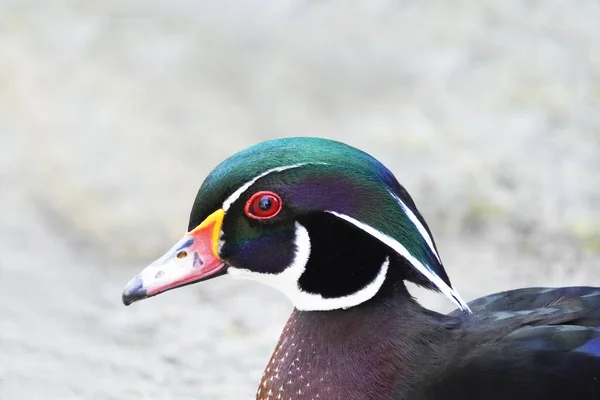 Closeup Shot Colorful Wood Duck — Fotografia de Stock