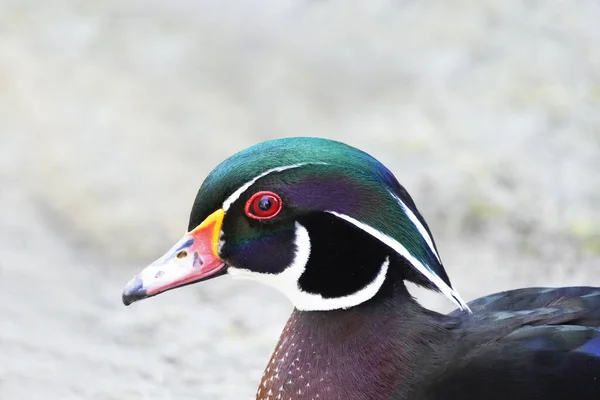 Een Close Shot Van Een Kleurrijke Hout Eend — Stockfoto