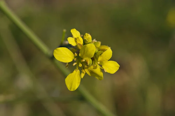 Detailní Záběr Žlutých Květin Pod Sluncem — Stock fotografie