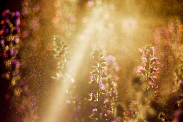 Beautiful View Wildflowers Raindrops Sunlight — Stock Photo, Image