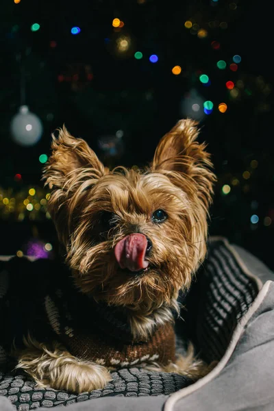 Yorkshire Terriër Liggend Zijn Bed Met Kerstboom Achtergrond Hond Liggend — Stockfoto