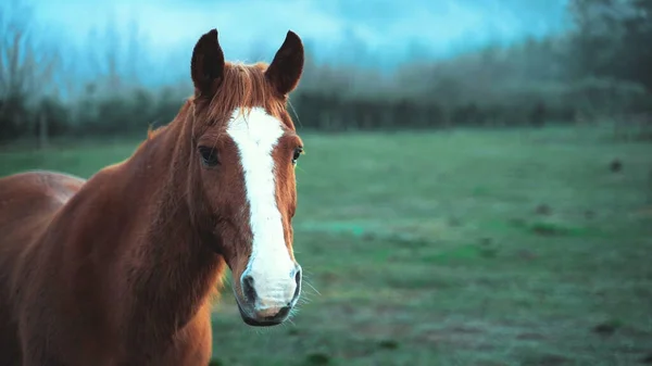 Лошадь Природе Дикой Жизни Ранчо Власти — стоковое фото