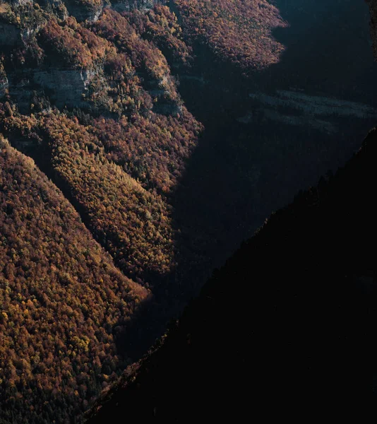 Bereketli Bir Sonbahar Ormanının Dikey Görüntüsü Kısmen Güneş Işığıyla Aydınlanıyor — Stok fotoğraf