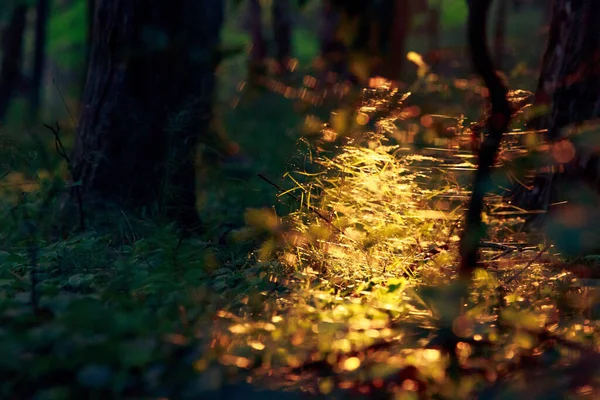 Hermoso Bosque Lituano Cerca Costa Del Mar Báltico Atardecer —  Fotos de Stock