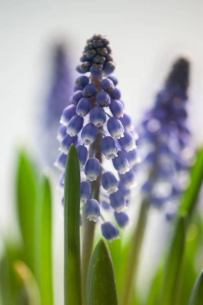 Close Van Bloeiende Druiven Hyacinten Met Wazige Achtergrond — Stockfoto