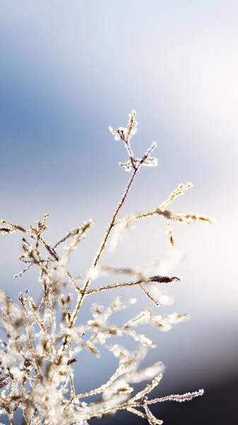 Egy Függőleges Felvétel Növény Borított Fagy Alatt Napfény Homályos Háttér — Stock Fotó