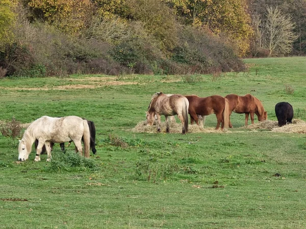 Una Hermosa Toma Rebaño Caballos Comiendo Alimento Campo —  Fotos de Stock