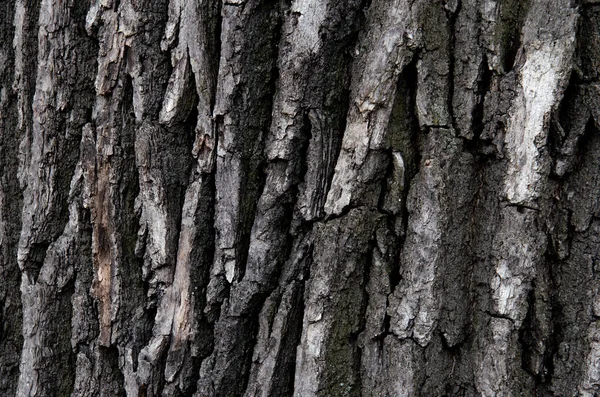 Grayscale Shot Bark Texture Background Dark Nature Relief Background — Stock Photo, Image