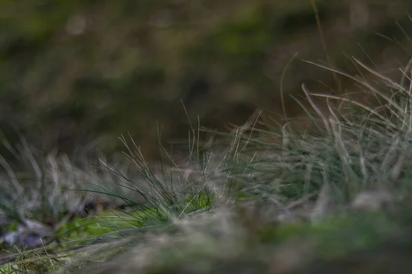 Eine Nahaufnahme Von Grünem Gras Das Wald Vor Einem Verschwommenen — Stockfoto