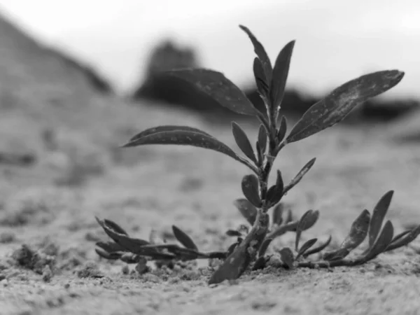 Fechamento Escala Cinza Planta Que Cresce Areia — Fotografia de Stock