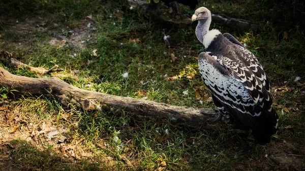 Closeup Ruppell Vulture Gyps Rueppelli Also Called Ruppell Griffon Vulture — стоковое фото