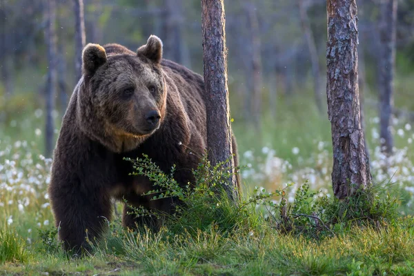 Evropský Medvěd Hnědý Lese Ursus Arctos Finsku — Stock fotografie