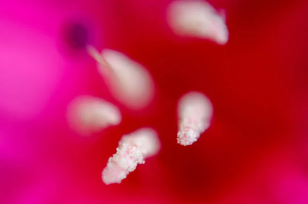 Macro Shot Stamens Tulip — Fotografia de Stock