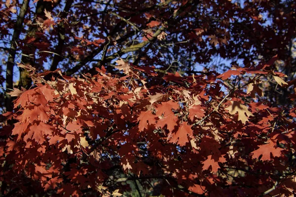 Tiro Close Folhas Outonais Vermelhas Uma Árvore — Fotografia de Stock