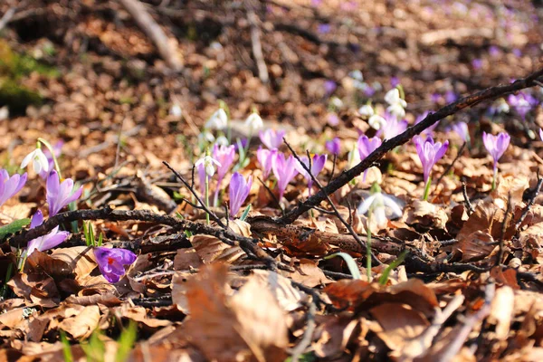 Closeup Shot Purple Snowdrop Flowers Forest — Stock Photo, Image