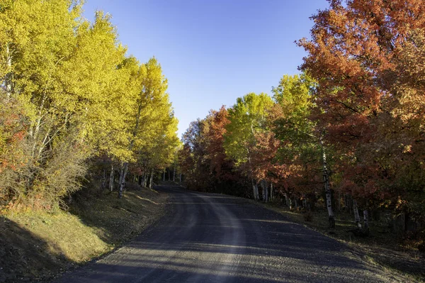 Paisaje Árboles Otoñales Los Bordes Las Carreteras —  Fotos de Stock