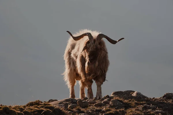 Closeup Shot Wild Goat Rocky Mountain — стоковое фото