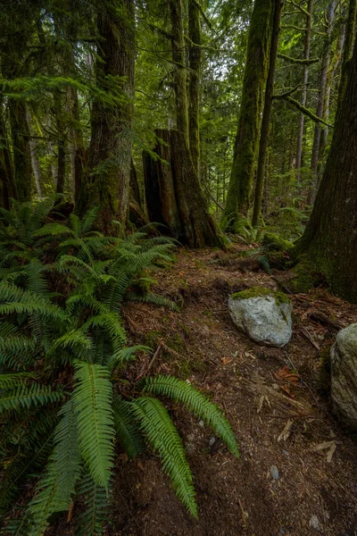日中は森の中に木やシダの葉の垂直ショット — ストック写真